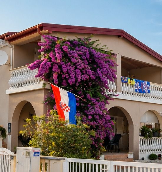 Bougainvillea in bloom on the front of the house
